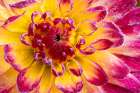 USA, Washington State, Sammamish. Garden with frost on dahlia Art Print
